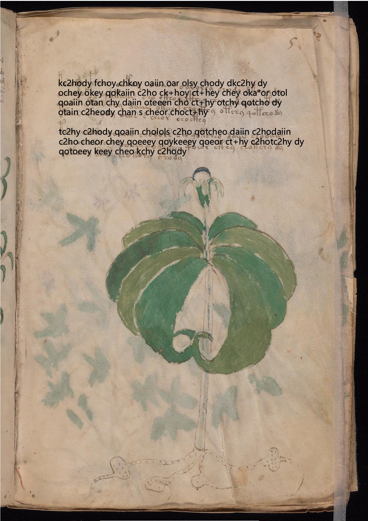 Folio 5r glyph overlay on parchment